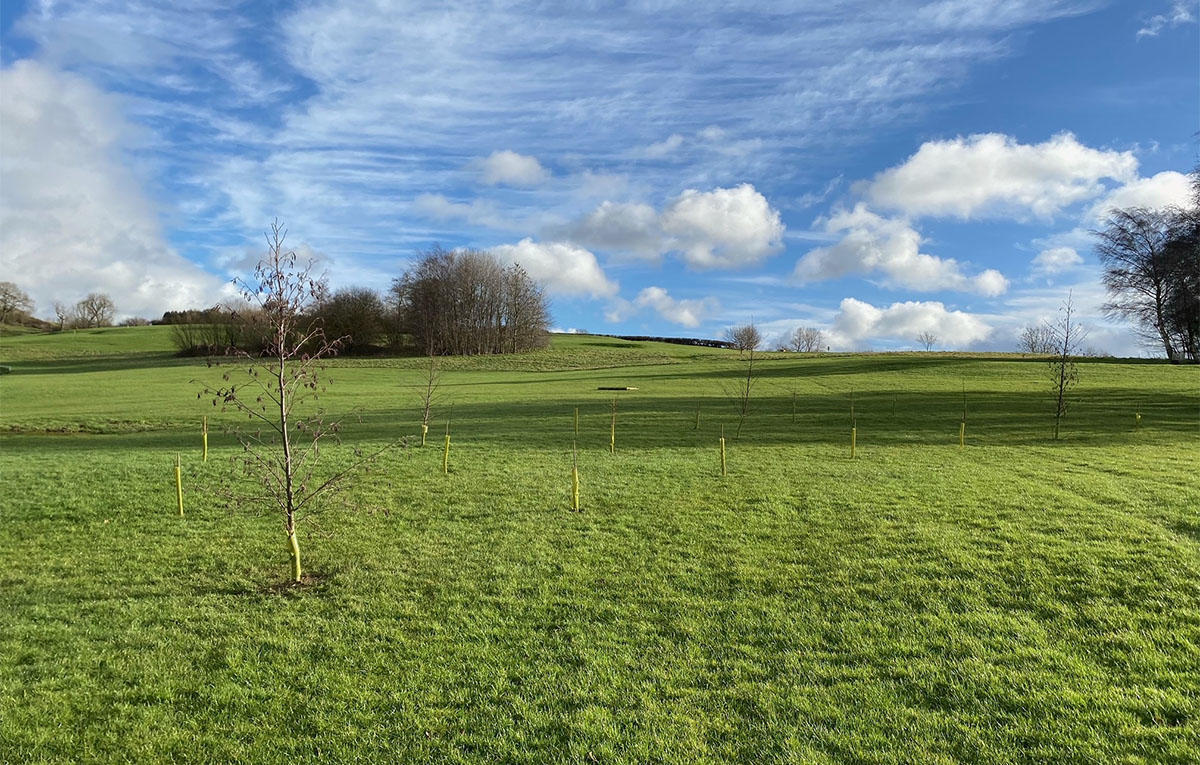 New Planting at Cold Ashby 2 copy.jpg