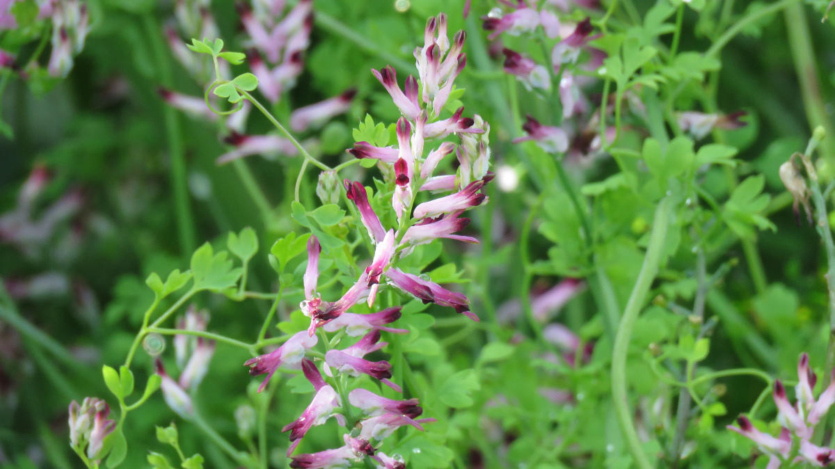 Common fumitory.JPG