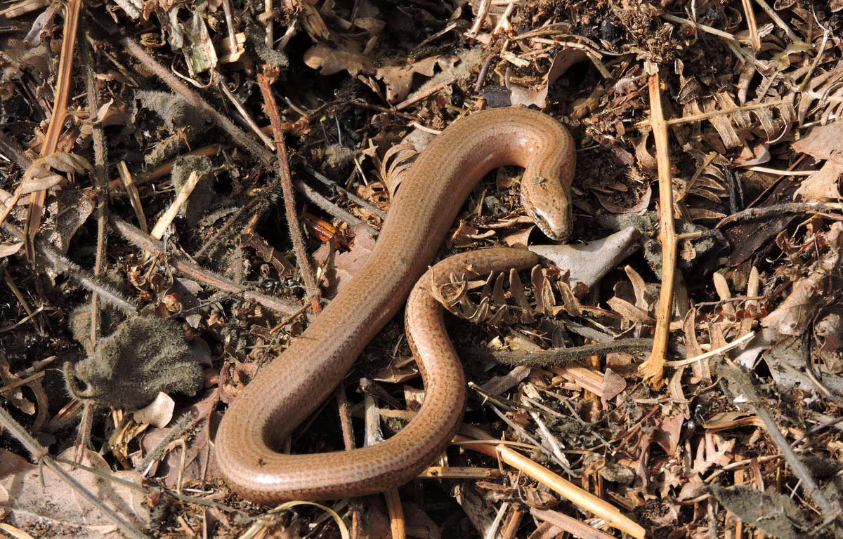 Ipswich's Slow Worm