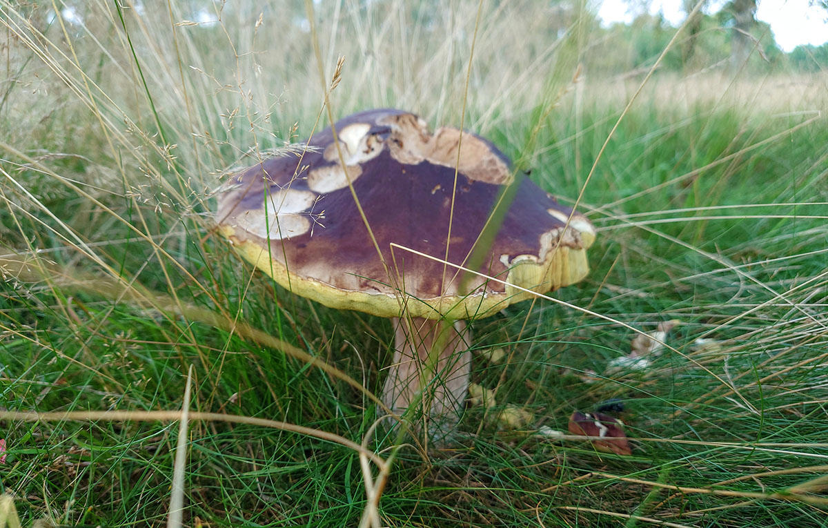 Whomper from Knutsford Golf Course
