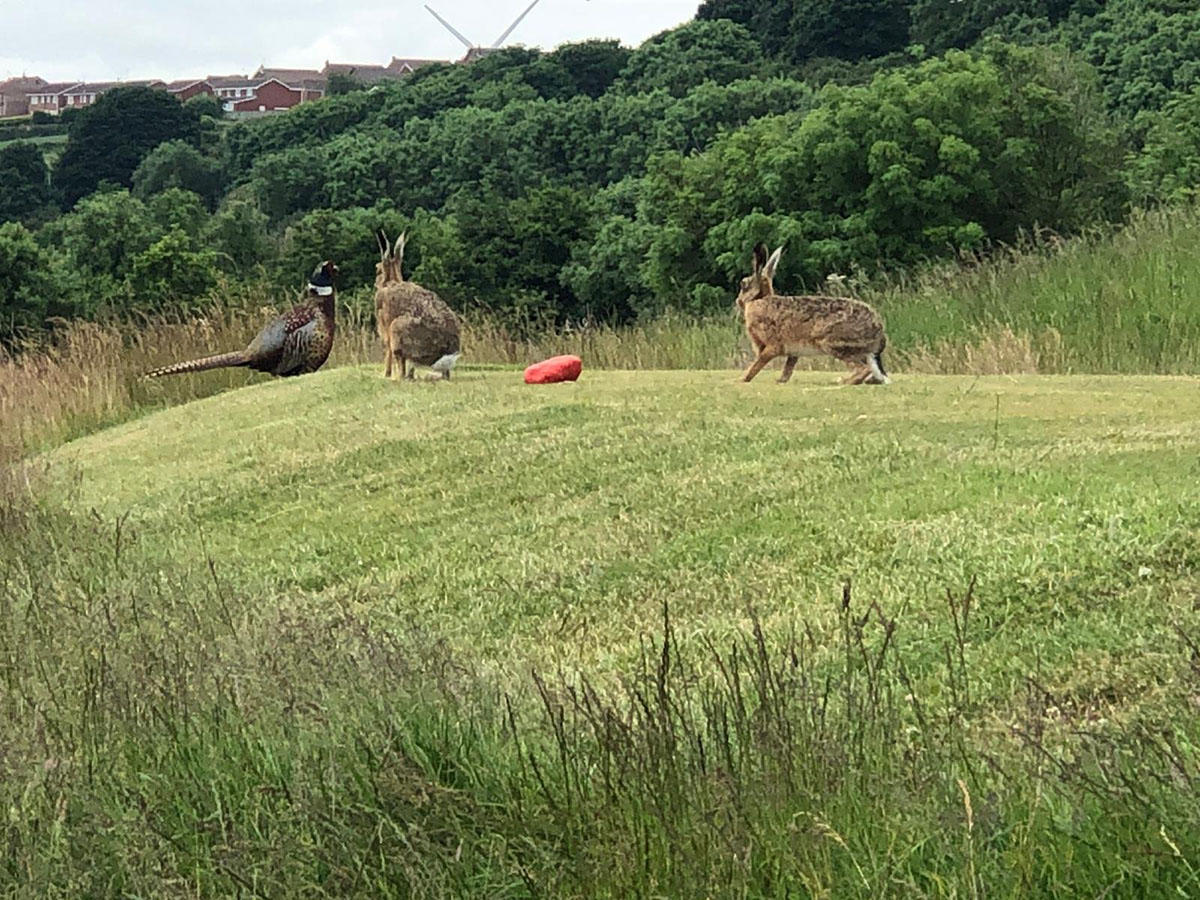 Hunley's Hares