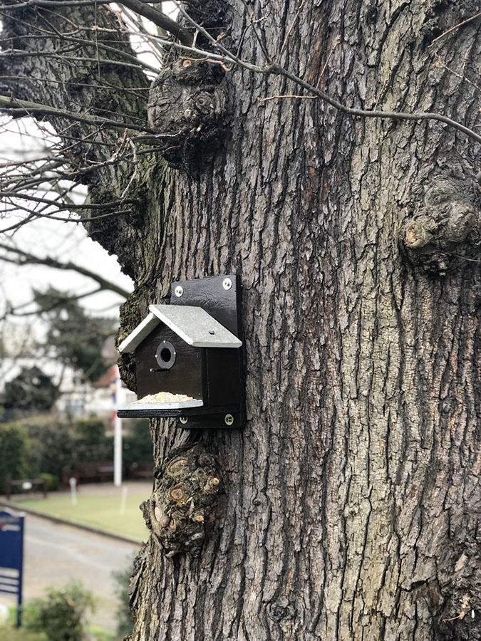Romford nest box