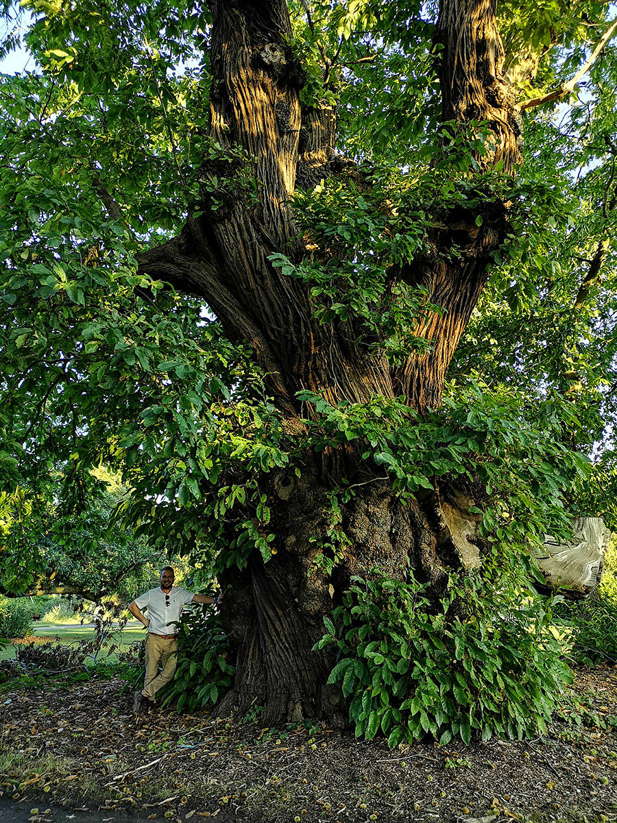 James Hutchinson and The Hertfordshire's chestnut tree