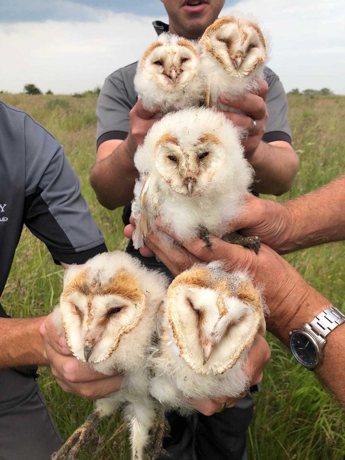 Hunley Barn Owls.jpg