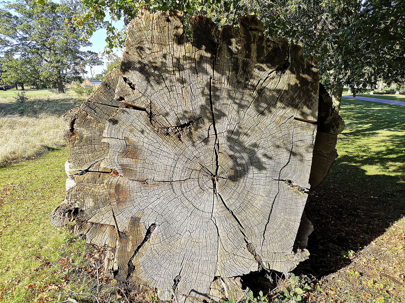 9 Fallen Tree - approximately 200 rings.jpg