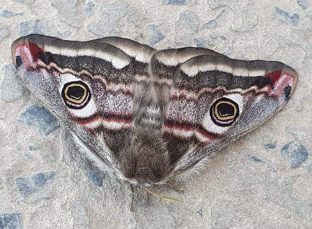 Emporer Moth.jpg