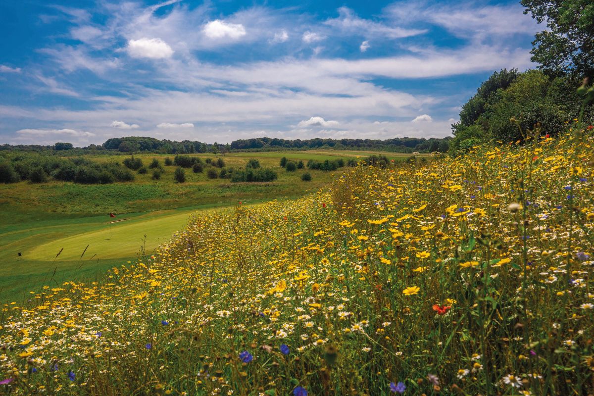Wildflowers_enrich_the_Farleigh_Golf_Club_environment_for_players_mr.jpg