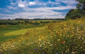 Wildflowers_enrich_the_Farleigh_Golf_Club_environment_for_players_mr.jpg