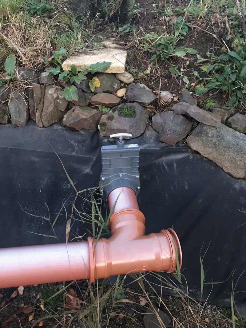 Muckhart reed bed 3.jpg